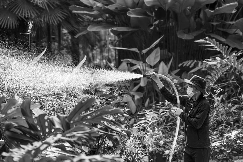 Watering