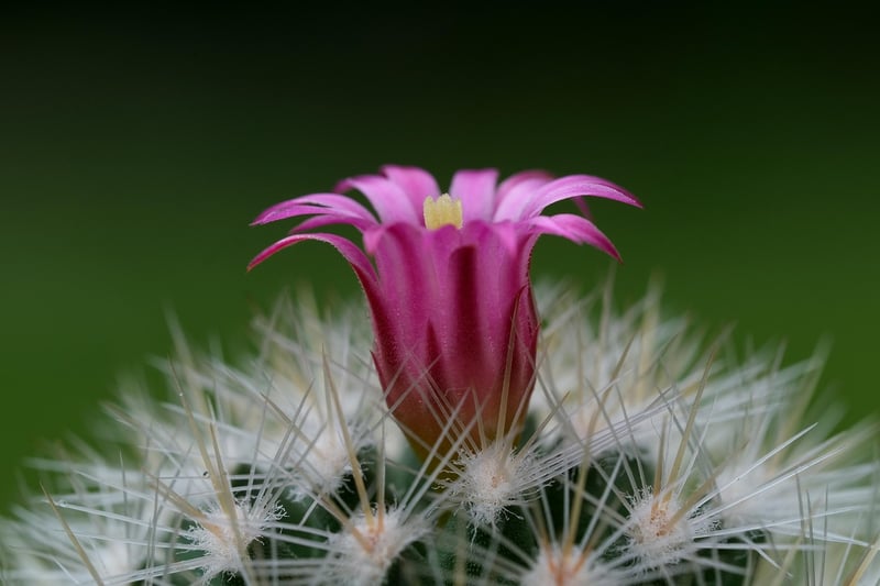 Cactus