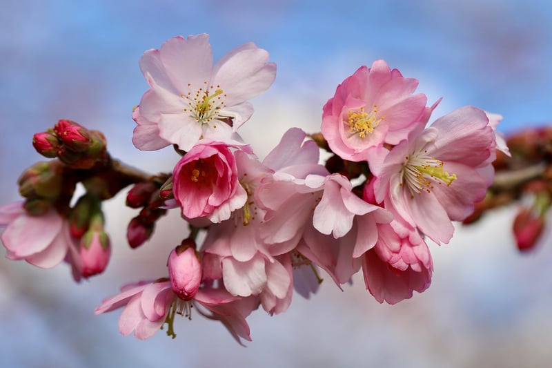 Cherry Blossoms