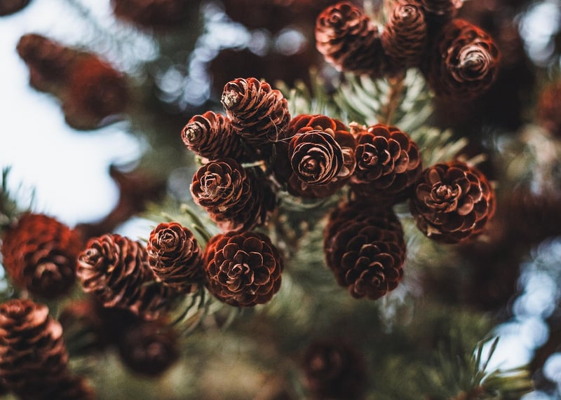 Pine Tree