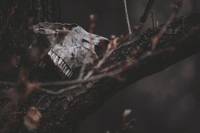 Witchcraft and plants